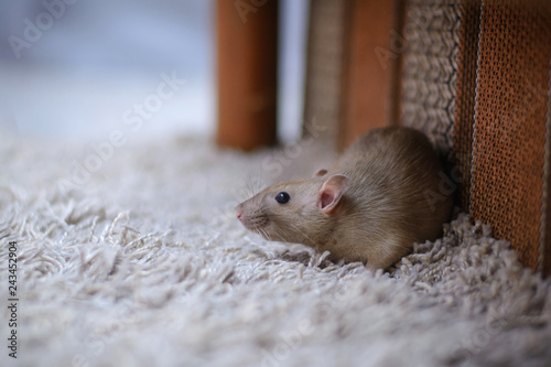 cute brown rat dumbo walking and sniffing around the house or apartment.