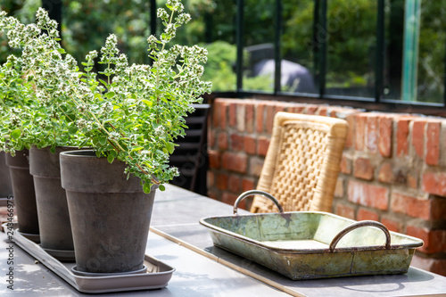 Plants in concrete grey pots set in a row on a table, vintage metal tray, wicker chair, in orangery in the sunlight. Resting place. Brick wall, glass windows and greenery in the blurred background.