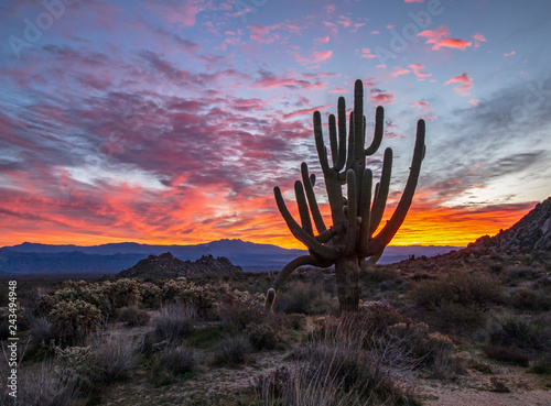 Brilliant Arizona sunrise with funky cactus near Toms Thumb trailhead in Scottsdale