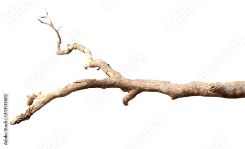 Dry branches, white background