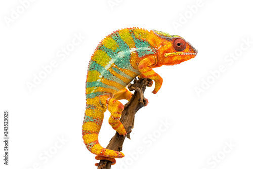 Yellow blue lizard Panther chameleon isolated on white background