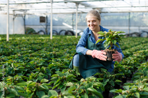 Gardener working with Poinsettia