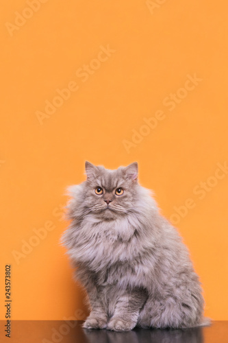 Beautiful large fluffy cat on a pink background, looking up on copyspace. Gray adult cat lying on a colored background in the studio. Copyspace