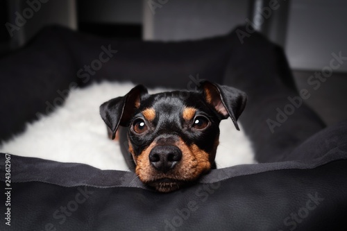 Hund Zwergpinscher pinscher liegt in seinem körbchen bett vor kamin auf weißem fell decke