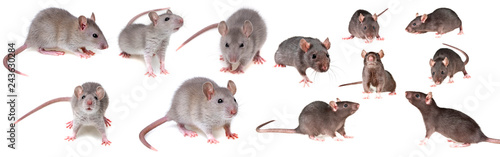 grey rat collection