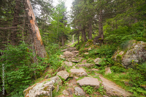 A stone-paved path climbs into a coniferous forest in the mountains.