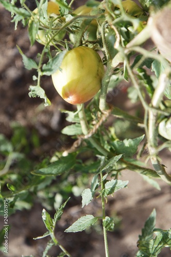 Sadzonka pomidora