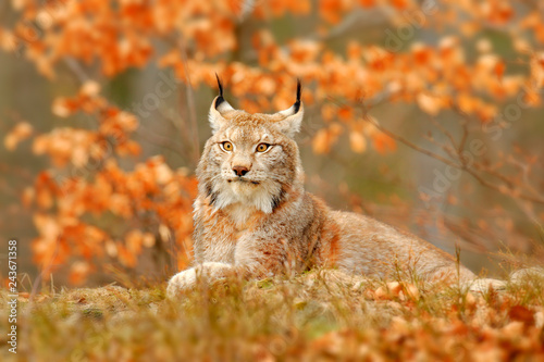 Lynx in orange autumn forest. Wildlife scene from nature. Cute fur Eurasian lynx, animal in habitat. Wild cat from Germany. Wild Bobcat between the tree leaves. Close-up detail portrait.