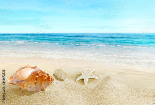 Sea ​​shells on the beach. Splashing waves on the seashore.