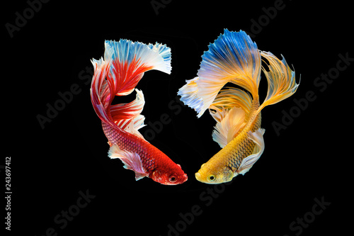 The moving moment beautiful of red and yellow siamese betta fish or half moon splendens fighting fish in thailand on black background. Thailand called Pla-kad or dumbo big ear fish.