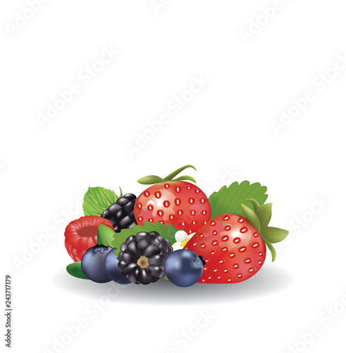 Forest fruits set. vector illustration