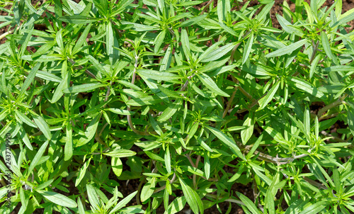 Fresh green savory plant. Summer savory background