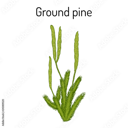 Ground pine Lycopodium clavatum , or common club moss, medicinal plant