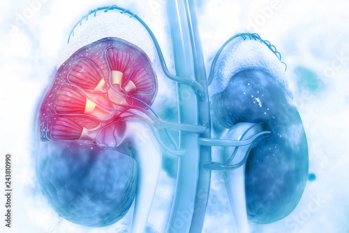 Human kidney cross section on scientific background