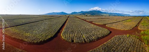 Panorama of the pinapple plantation on Hawaii