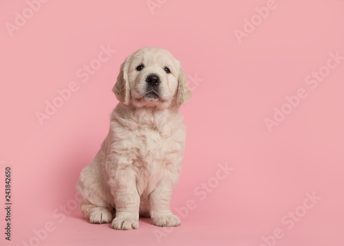 Cute golden retriever puppy looking at the camera sitting on a pink background