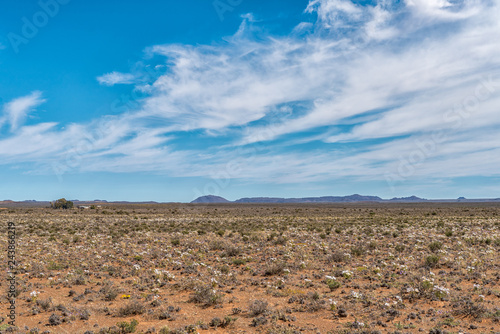 Feld of white wildflowers near Williston in the Northern Cape