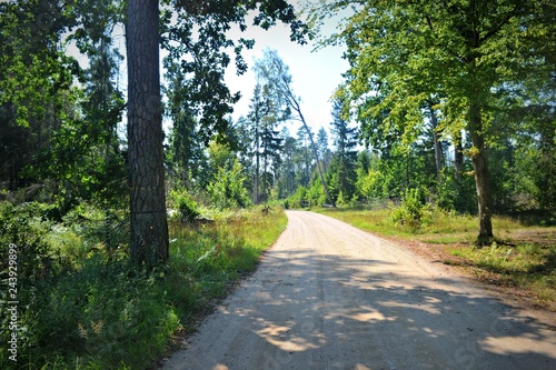 Droga przez puszczę na Miejsce Mocy, Białowieża, Polska