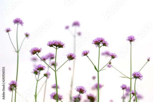 A bouquet of purple verbena flower blossom in botanical garden on white isolated background 