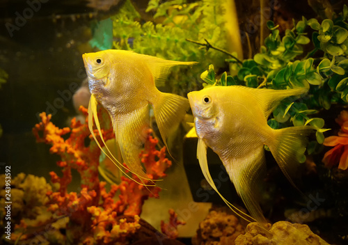 Silver angelfish swimming fish tank underwater aquarium / Pterophyllum scalare - White angel fish