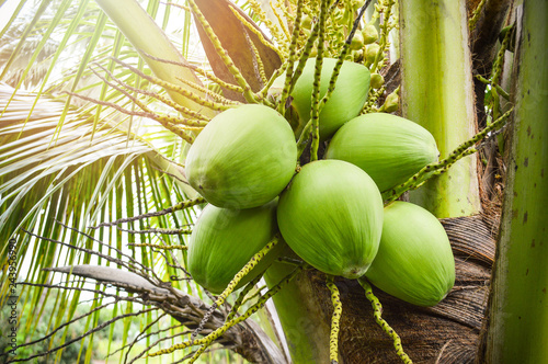 Young coconut tree / fresh green coconut palm tree tropical fruit on plant in the garden fruit