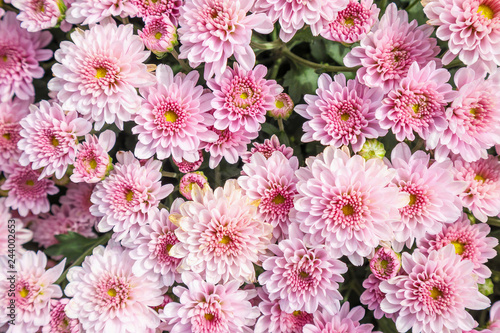 beautiful chrysanthemum flowers background top view