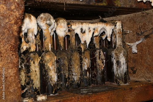 Tokaj wine bottles with mold in winery cellar