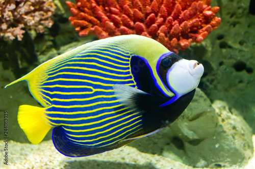 Emperor Angelfish (Pomacanthus imperator) also called the Imperator Angelfish