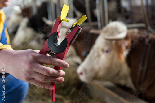 Veterinarian holding ear tag applicator for cows