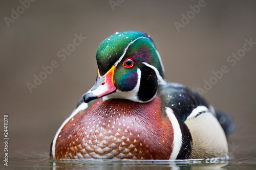 Wood Duck Drake Portrait