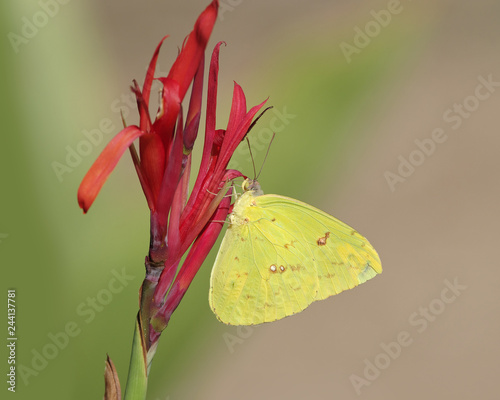 Cloudless sulphur butterfly