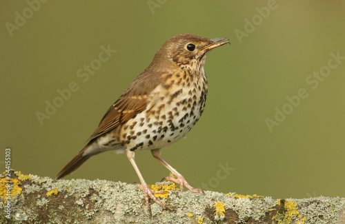 A beautiful Song Thrush (Turdus philomelos) perched on a branch covered in lichen singing.