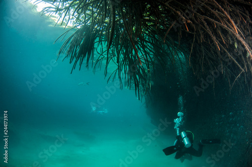 Scuba diving in the Casa Cenote, Tulum, Mexico