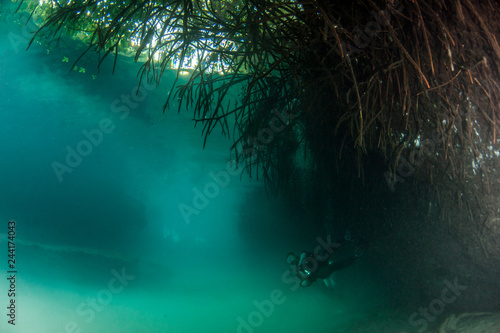 Scuba diving in the Casa Cenote, Tulum, Mexico