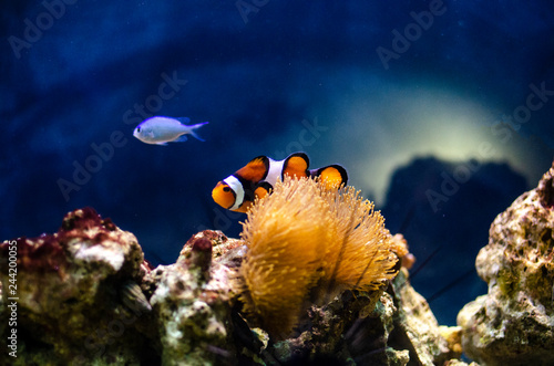 Colourful clown fish in an anemone on a tropical coral reef with blue background and rocks. Sea life and ocean.