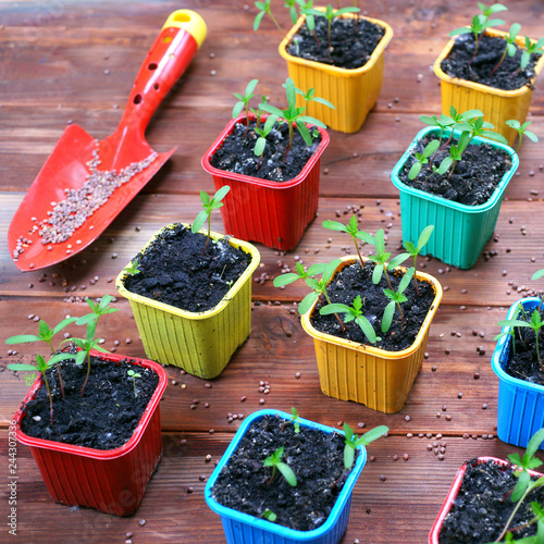 Spring seedling of marigold flower