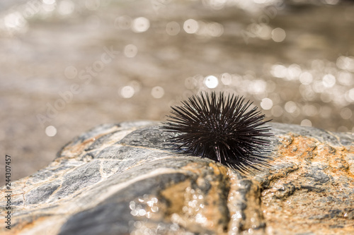 Sea Urchin on Rock Near Ocean Background