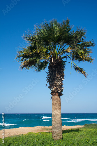 Single sabal palm tree on the background of blue sky and wavy sea.