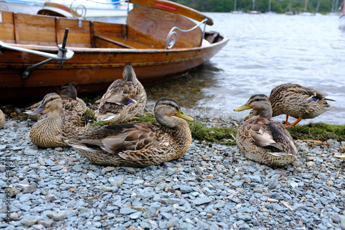 Patos junto al lago