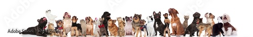adorable team of mixed pets look up on white background