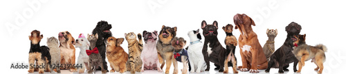 cute group of pets on white background looking up