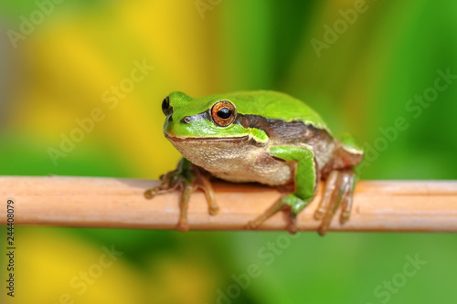 Beautiful Europaean Tree frog Hyla arborea - Stock Image