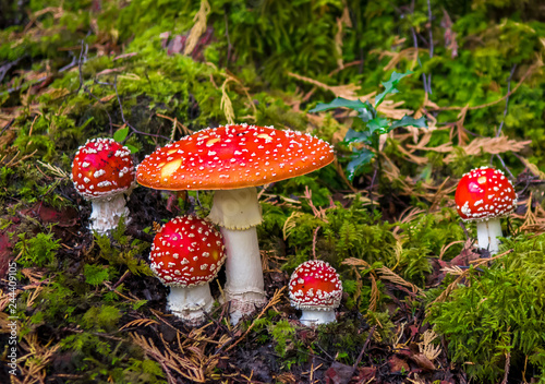 Group Of Fly Agaric With Red Caps On Mossy Forest Ground