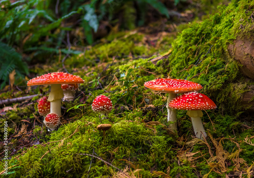 Group Of Fly Agaric With Red Caps On Mossy Forest Ground