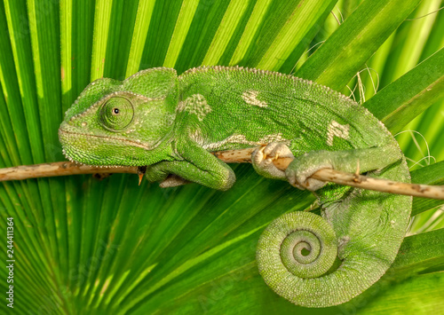 Beautiful Green chameleon sitting on flower in a summer garden