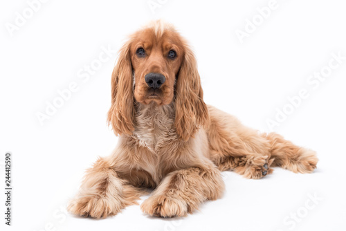 12 Month Golden Cocker Spaniel Photo Shoot