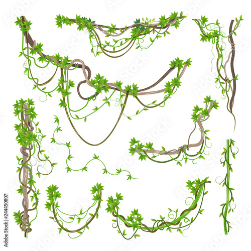 Liana or jungle plant greenery winding branches
