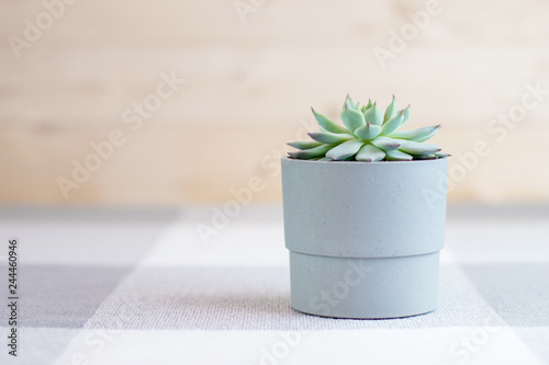 Echeveria colorata, rare succulent plant in a grey pot with geometric lines at the background, minimalism concept, simple and beautiful interior, copyspace