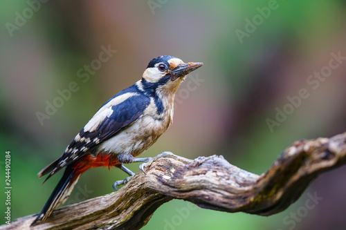 Great spotted woodpecker in the forest- Netherlands