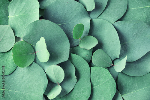 Fresh eucalyptus leaves. Flat lay, top view. Nature green Eucalyptus leaves background